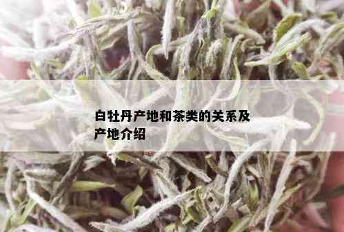 白牡丹产地和茶类的关系及产地介绍