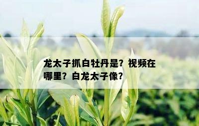 龙太子抓白牡丹是？视频在哪里？白龙太子像？