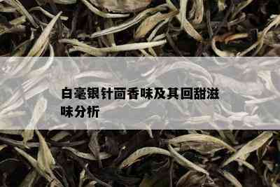 白毫银针茴香味及其回甜滋味分析