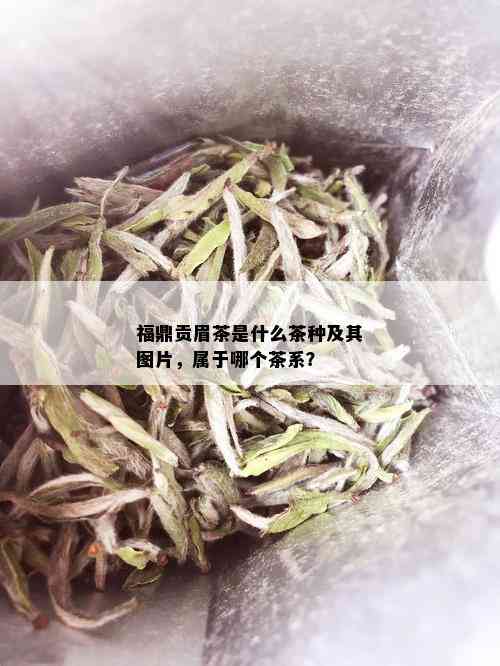 福鼎贡眉茶是什么茶种及其图片，属于哪个茶系？