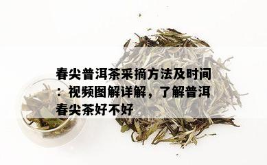 春尖普洱茶采摘方法及时间：视频图解详解，了解普洱春尖茶好不好