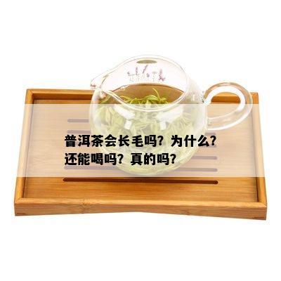 普洱茶会长毛吗？为什么？还能喝吗？真的吗？