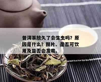 普洱茶放久了会生虫吗？原因是什么？图片、是否可饮用及是否会发霉。