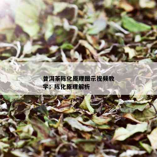 普洱茶陈化原理图示视频教学：陈化原理解析