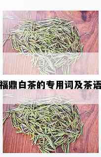 福鼎白茶的专用词及茶语