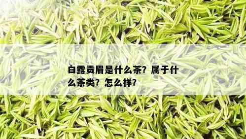 白露贡眉是什么茶？属于什么茶类？怎么样？