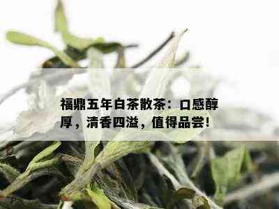 福鼎五年白茶散茶：口感醇厚，清香四溢，值得品尝！