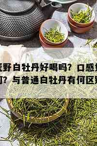 荒野白牡丹好喝吗？口感如何？与普通白牡丹有何区别？