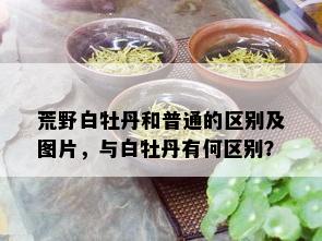 荒野白牡丹和普通的区别及图片，与白牡丹有何区别？