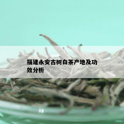 福建永安古树白茶产地及功效分析