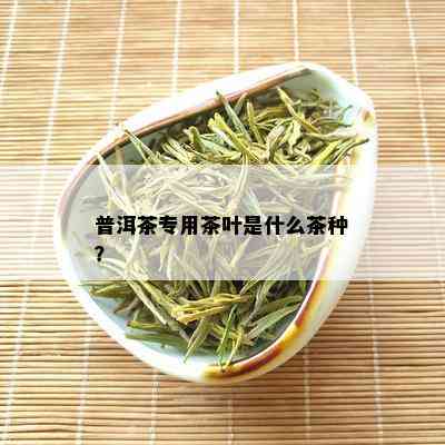 普洱茶专用茶叶是什么茶种？