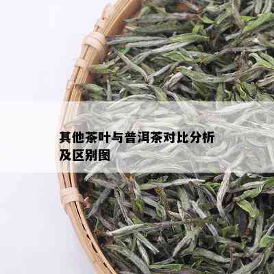 其他茶叶与普洱茶对比分析及区别图