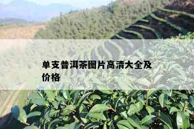 单支普洱茶图片高清大全及价格