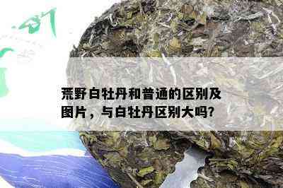 荒野白牡丹和普通的区别及图片，与白牡丹区别大吗？