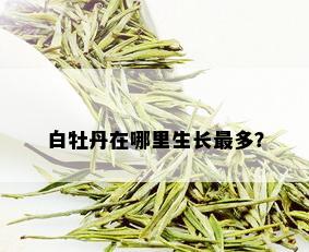 白牡丹在哪里生长最多？