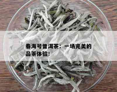 春海号普洱茶：一场完美的品茶体验！