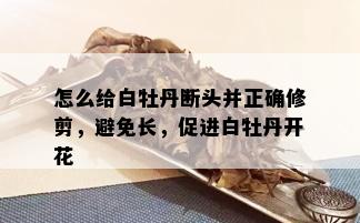 怎么给白牡丹断头并正确修剪，避免长，促进白牡丹开花