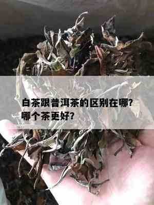 白茶跟普洱茶的区别在哪？哪个茶更好？