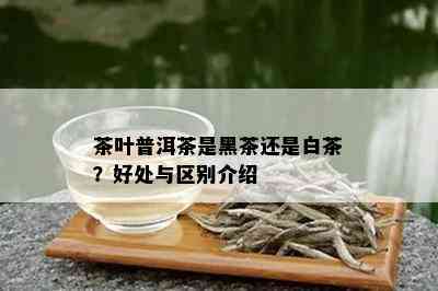 茶叶普洱茶是黑茶还是白茶？好处与区别介绍