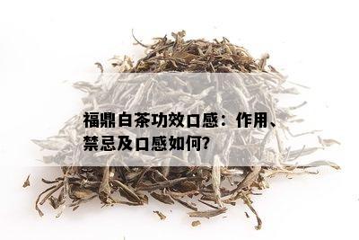 福鼎白茶功效口感：作用、禁忌及口感如何？