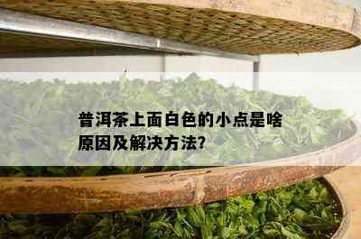 普洱茶上面白色的小点是啥原因及解决方法？