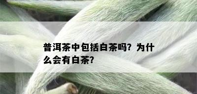 普洱茶中包括白茶吗？为什么会有白茶？