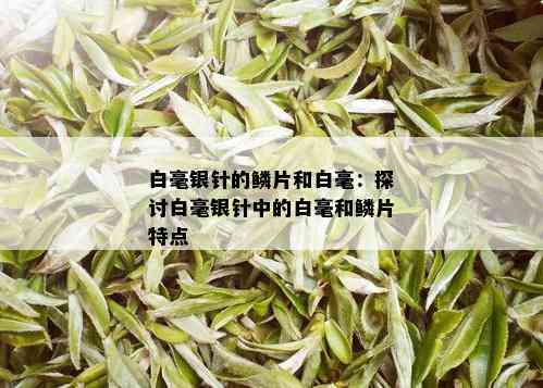 白毫银针的鳞片和白毫：探讨白毫银针中的白毫和鳞片特点