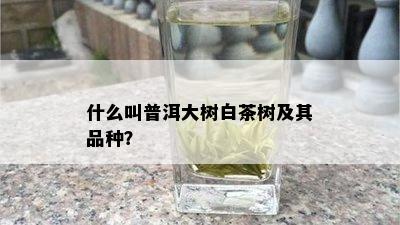 什么叫普洱大树白茶树及其品种？