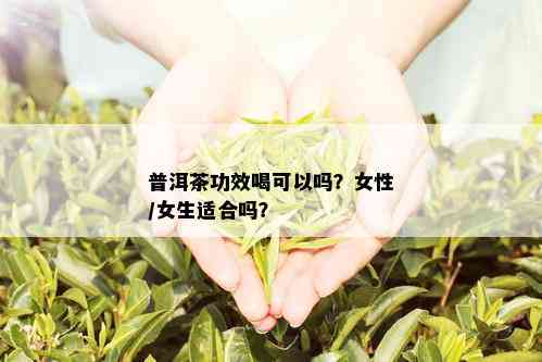 普洱茶功效喝可以吗？女性/女生适合吗？