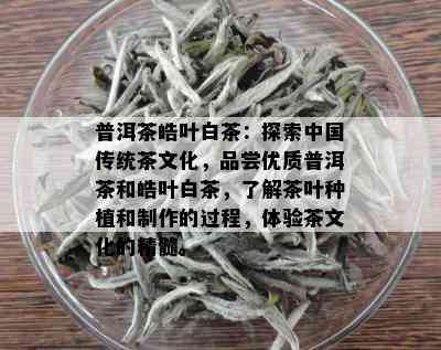 普洱茶皓叶白茶：探索中国传统茶文化，品尝优质普洱茶和皓叶白茶，了解茶叶种植和制作的过程，体验茶文化的精髓。