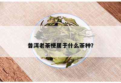 普洱老茶梗属于什么茶种？