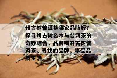 州古树普洱茶哪家品牌好？探寻州古树名木与普洱茶的奇妙结合，品尝喝的古树普洱茶，寻找的品牌，享受品质生活。