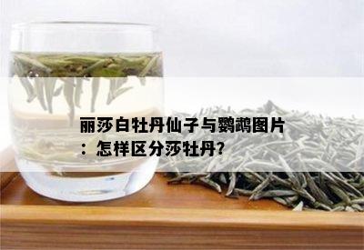 丽莎白牡丹仙子与鹦鹉图片：怎样区分莎牡丹？