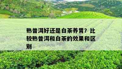 熟普洱好还是白茶养胃？比较熟普洱和白茶的效果和区别