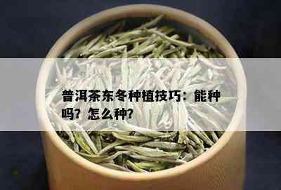 普洱茶东冬种植技巧：能种吗？怎么种？