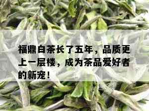 福鼎白茶长了五年，品质更上一层楼，成为茶品爱好者的新宠！