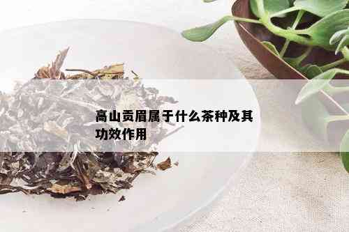 高山贡眉属于什么茶种及其功效作用