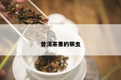 普洱茶里的银虫