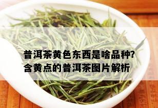 普洱茶黄色东西是啥品种？含黄点的普洱茶图片解析