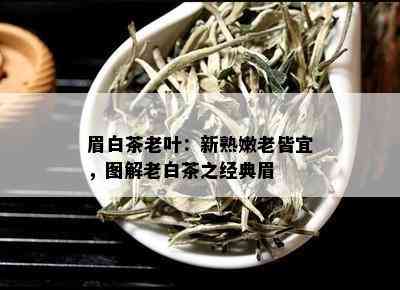 眉白茶老叶：新熟嫩老皆宜，图解老白茶之经典眉