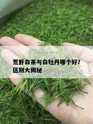 荒野白茶与白牡丹哪个好？区别大揭秘