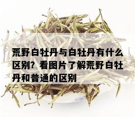 荒野白牡丹与白牡丹有什么区别？看图片了解荒野白牡丹和普通的区别