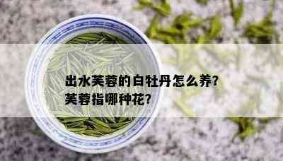 出水芙蓉的白牡丹怎么养？芙蓉指哪种花？