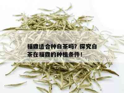 福鼎适合种白茶吗？探究白茶在福鼎的种植条件！