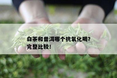 白茶和普洱哪个抗氧化喝？完整比较！