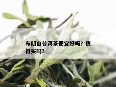 布朗山普洱茶便宜好吗？值得买吗？