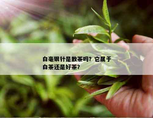 白毫银针是散茶吗？它属于白茶还是好茶？