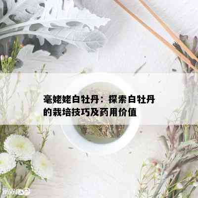 毫姥姥白牡丹：探索白牡丹的栽培技巧及用价值