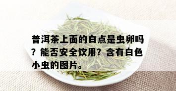 普洱茶上面的白点是虫卵吗？能否安全饮用？含有白色小虫的图片。