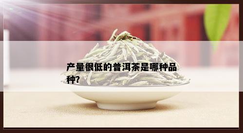 产量很低的普洱茶是哪种品种？